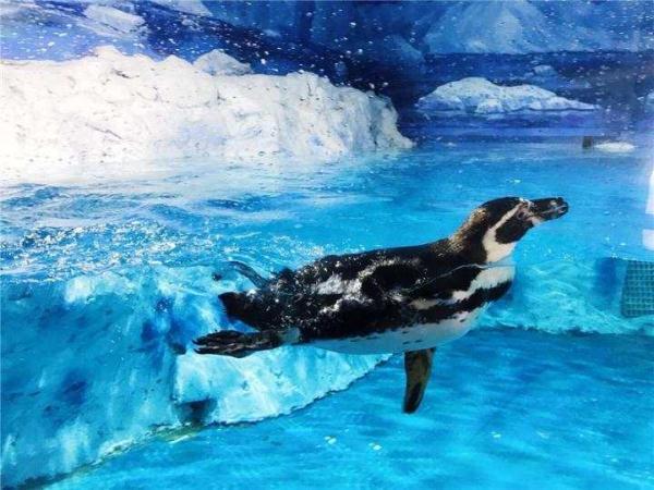 令人哭笑不得的南极企鹅，小企鹅迷路竟从南极游3000公里到新西兰