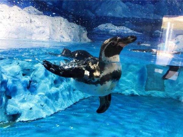 令人哭笑不得的南极企鹅，小企鹅迷路竟从南极游3000公里到新西兰