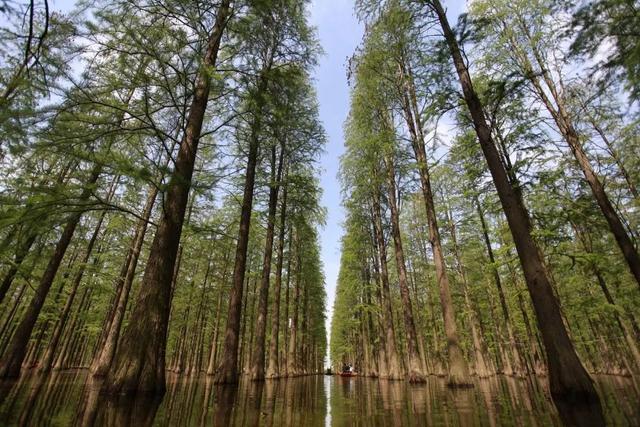立夏最好的十首诗词，适合立夏发朋友圈的诗词