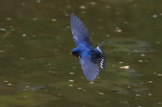 立夏最好的十首诗词，适合立夏发朋友圈的诗词