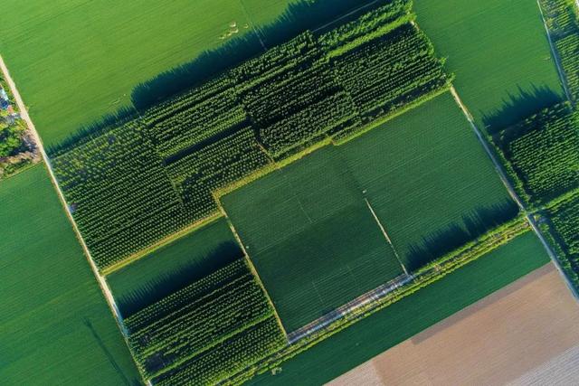 立夏最好的十首诗词，适合立夏发朋友圈的诗词