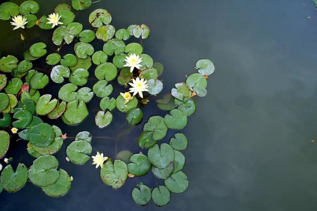 立夏最好的十首诗词，适合立夏发朋友圈的诗词
