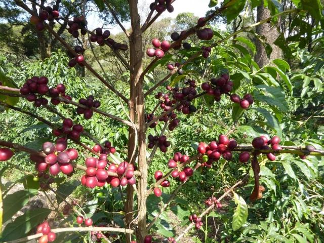 世界著名十种咖啡种类，世界名门咖啡品种一览