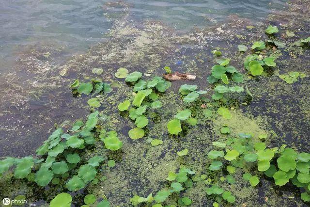 伊乐藻种植方法，伊乐藻种植技术