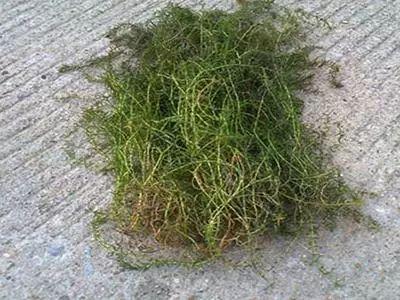 伊乐藻种植方法，伊乐藻种植技术