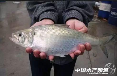 宜昌的特色鱼，渔乐文化长江之三鲜