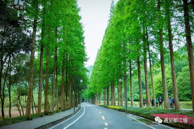 四川青城山旅行指南，青城山的前山和后山哪个值得去