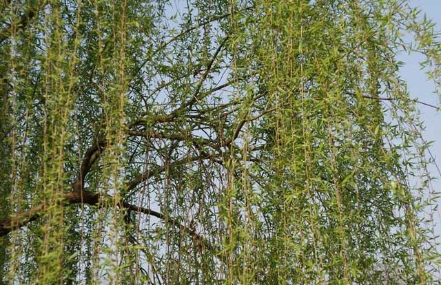 柳木，柳树的六个用途是什么