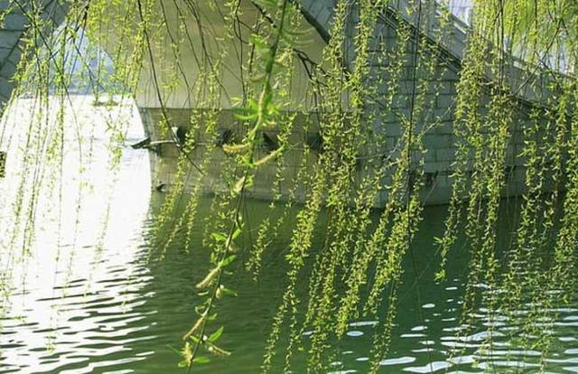 柳木，柳树的六个用途是什么