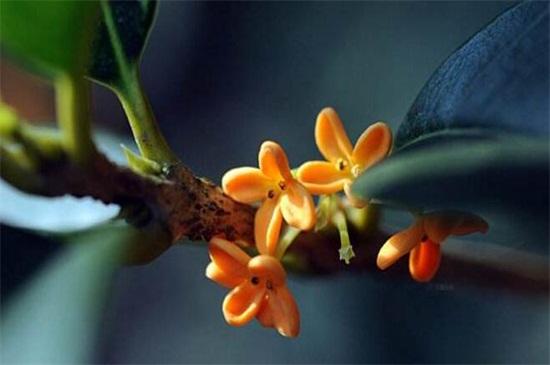 桂花品种具体有哪些分类，桂花品种哪种最好