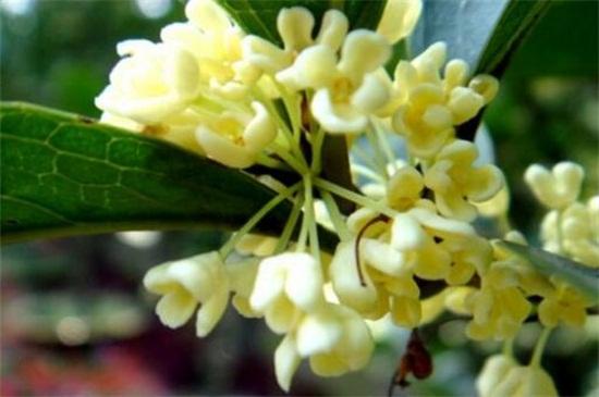 桂花品种具体有哪些分类，桂花品种哪种最好