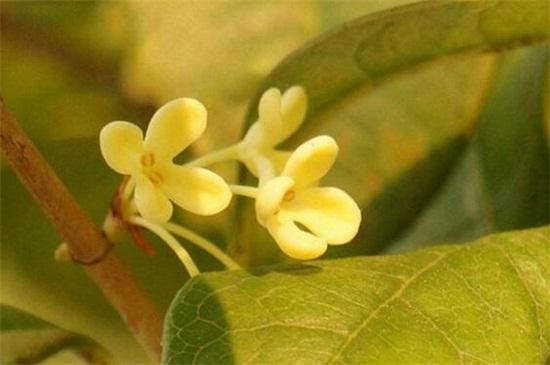 桂花品种具体有哪些分类，桂花品种哪种最好