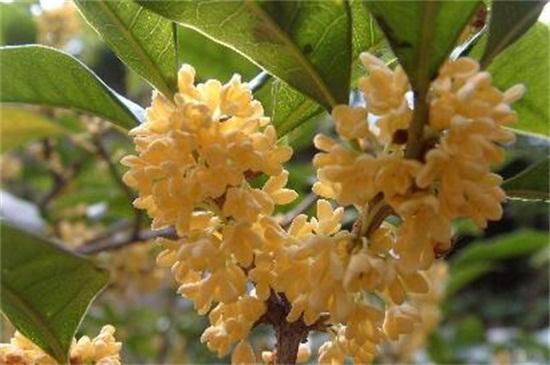 桂花品种具体有哪些分类，桂花品种哪种最好