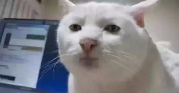 猫的智商普遍多少，猫的智商到底有多高