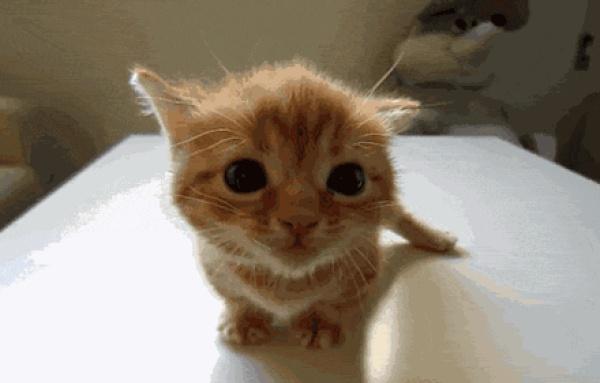 猫的智商普遍多少，猫的智商到底有多高