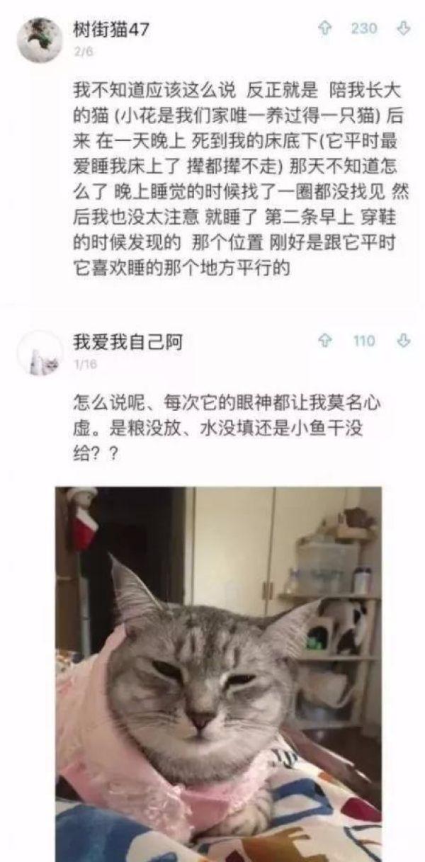 猫的智商普遍多少，猫的智商到底有多高