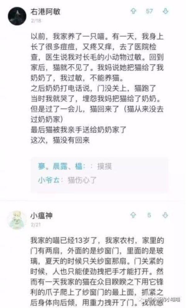 猫的智商普遍多少，猫的智商到底有多高