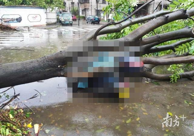 大树倾倒砸死游客，台风窗户被吹走砸到人了谁赔偿