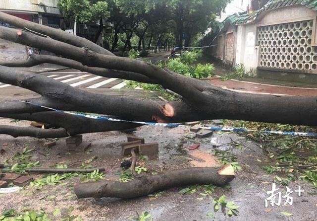 大树倾倒砸死游客，台风窗户被吹走砸到人了谁赔偿