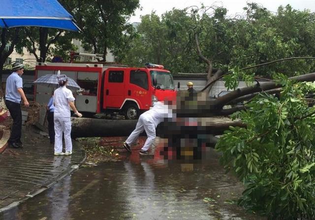 大树倾倒砸死游客，台风窗户被吹走砸到人了谁赔偿