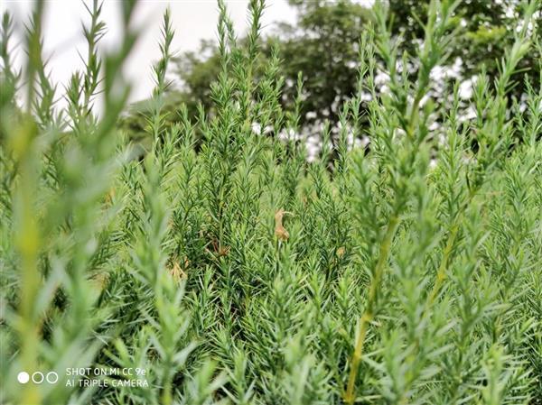 小米cc9与cc9e对比，小米CC9和CC9e该怎么选