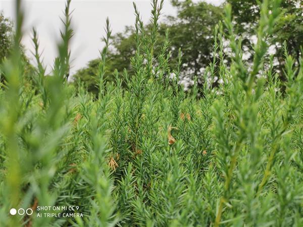 小米cc9与cc9e对比，小米CC9和CC9e该怎么选