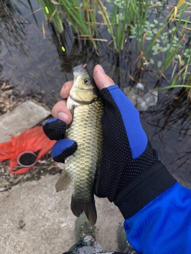 七星漂正确的调漂方法，七星漂走水调漂的正确方法与技巧（七星漂的调钓方法）