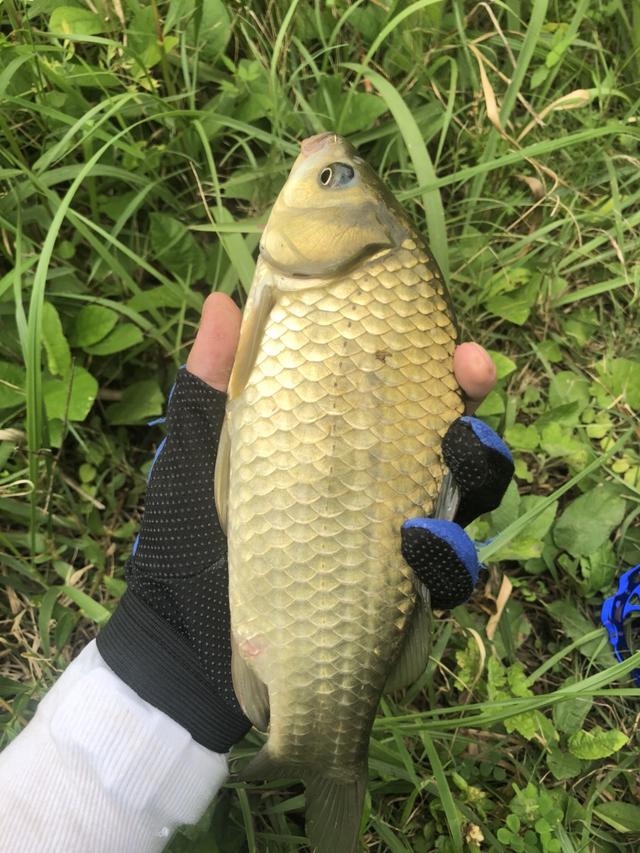 七星漂正确的调漂方法，七星漂走水调漂的正确方法与技巧（七星漂的调钓方法）