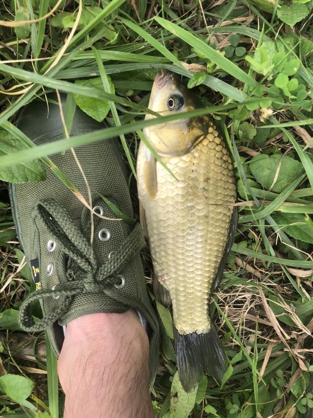 七星漂正确的调漂方法，七星漂走水调漂的正确方法与技巧（七星漂的调钓方法）