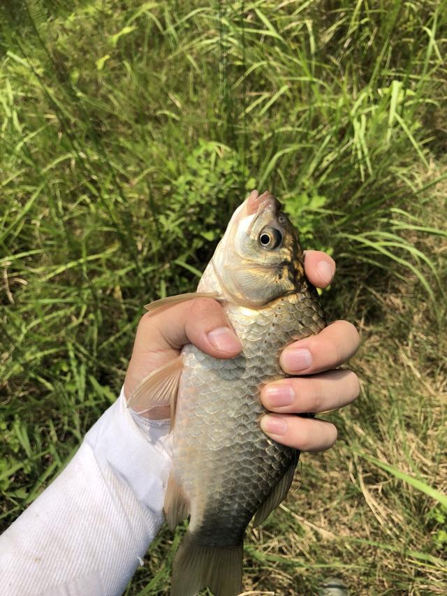 七星漂正确的调漂方法，七星漂走水调漂的正确方法与技巧（七星漂的调钓方法）