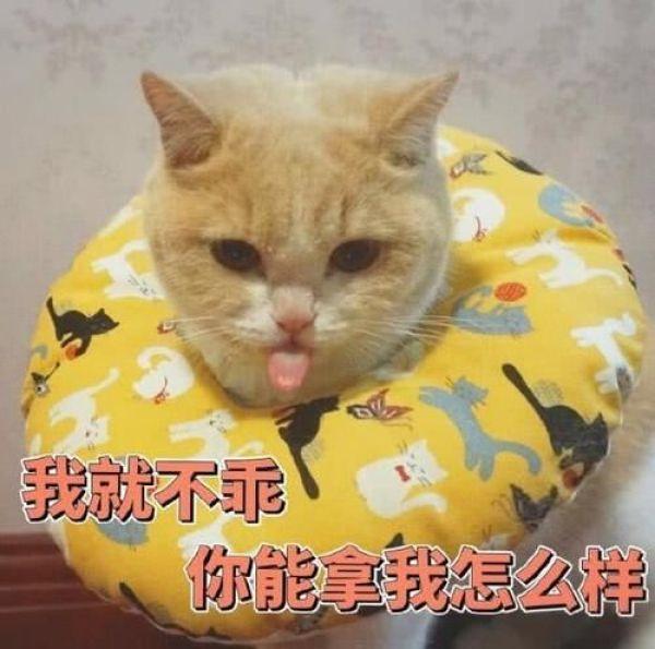 猫咪肥胖表情(猫咪肥胖表情怎么画)