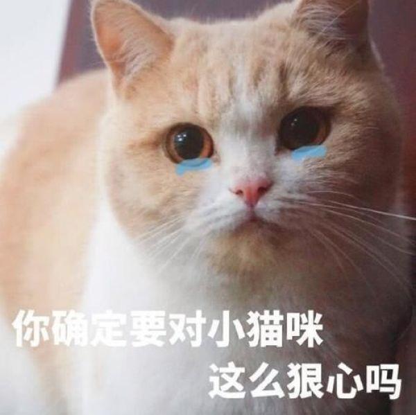 搞笑猫咪表情包，可爱萌萌的猫咪表情包动态图