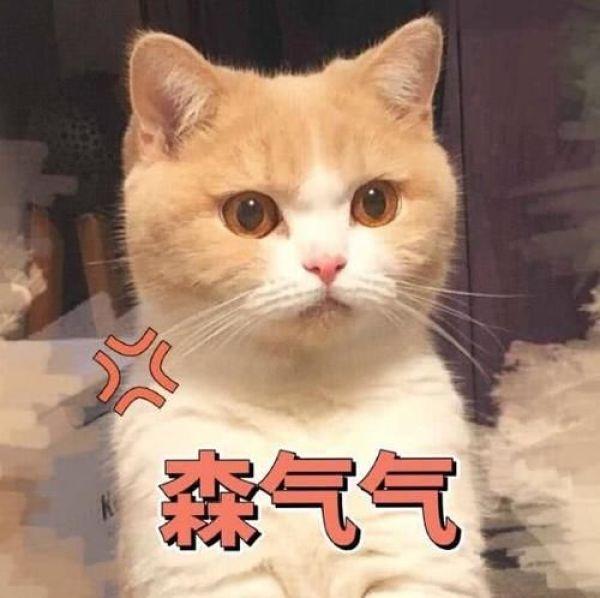 搞笑猫咪表情包，可爱萌萌的猫咪表情包动态图