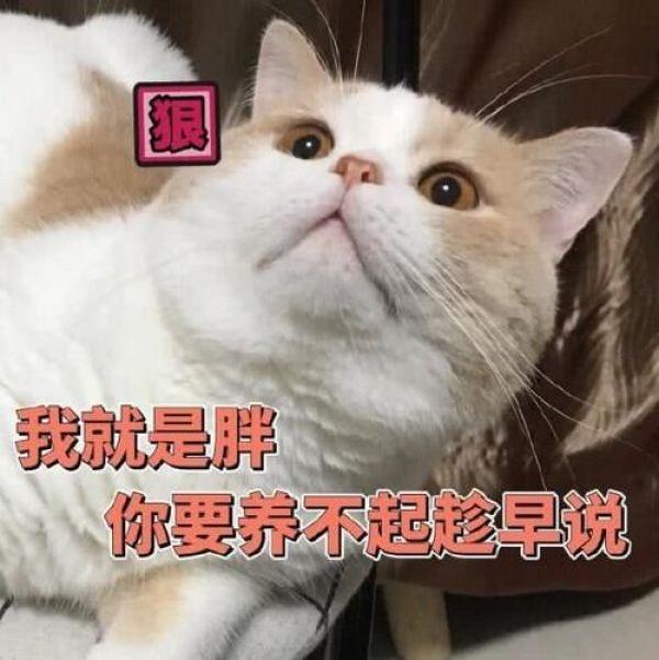 搞笑猫咪表情包，可爱萌萌的猫咪表情包动态图