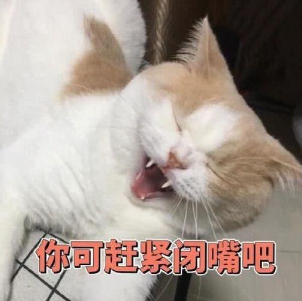 搞笑猫咪表情包，可爱萌萌的猫咪表情包动态图