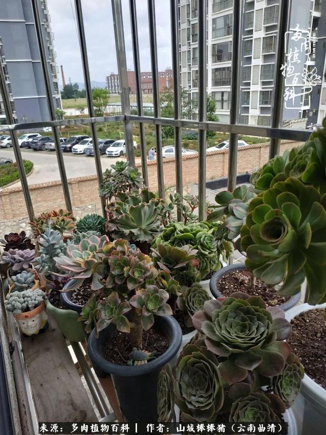 一棵幸福的多肉，收拾拥挤热闹的花花草草