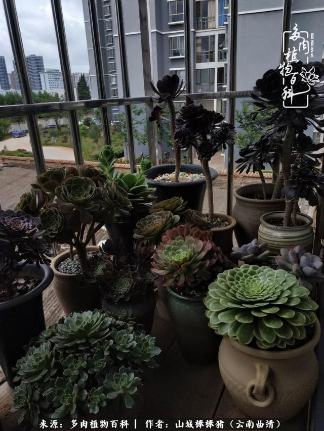 一棵幸福的多肉，收拾拥挤热闹的花花草草