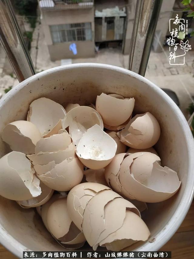 一棵幸福的多肉，收拾拥挤热闹的花花草草