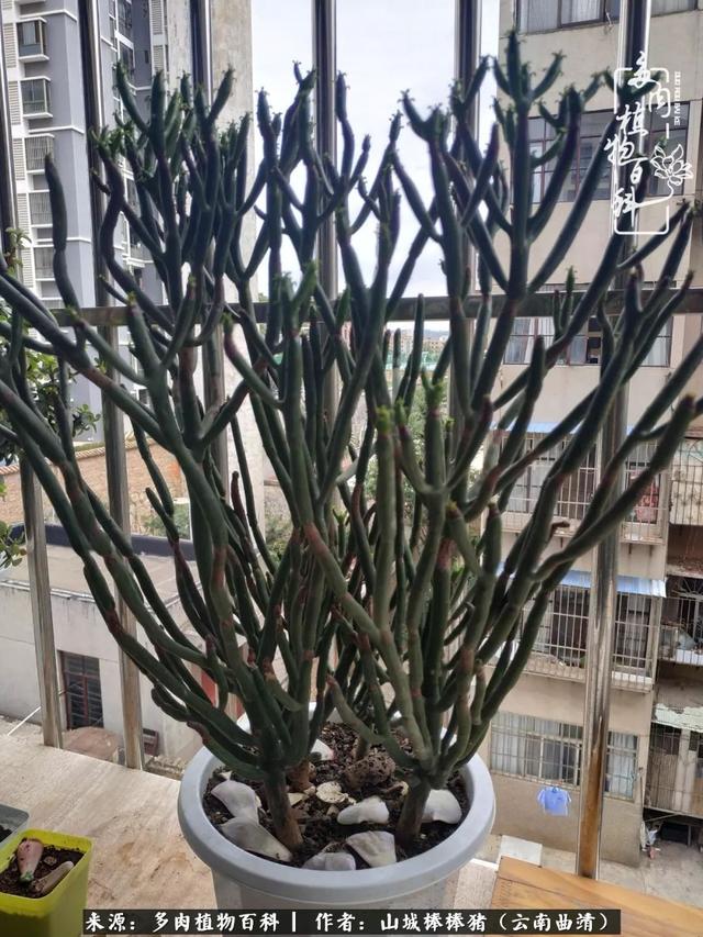 一棵幸福的多肉，收拾拥挤热闹的花花草草