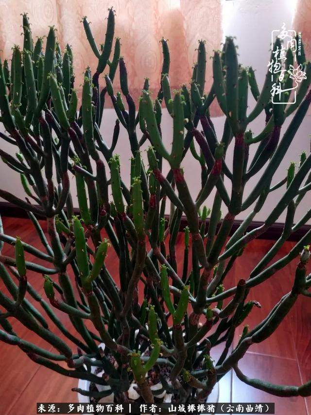 一棵幸福的多肉，收拾拥挤热闹的花花草草