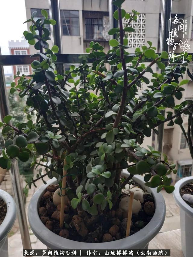 一棵幸福的多肉，收拾拥挤热闹的花花草草