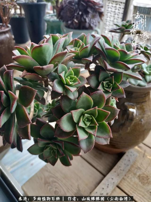 一棵幸福的多肉，收拾拥挤热闹的花花草草