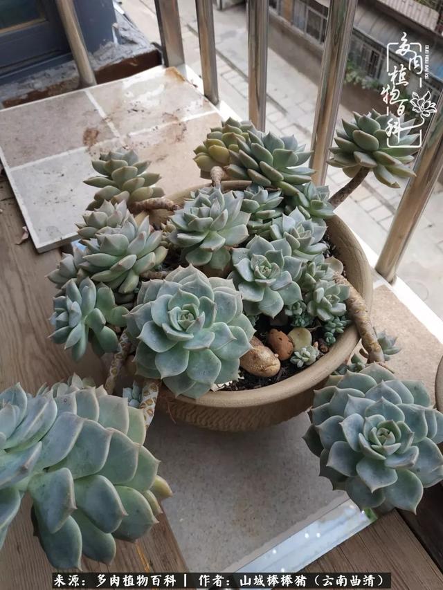 一棵幸福的多肉，收拾拥挤热闹的花花草草