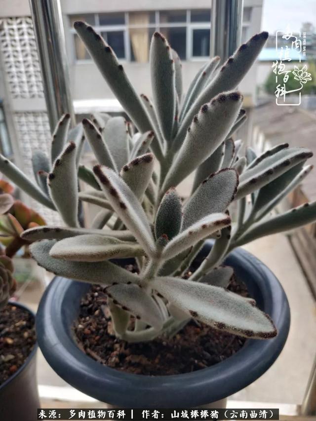 一棵幸福的多肉，收拾拥挤热闹的花花草草