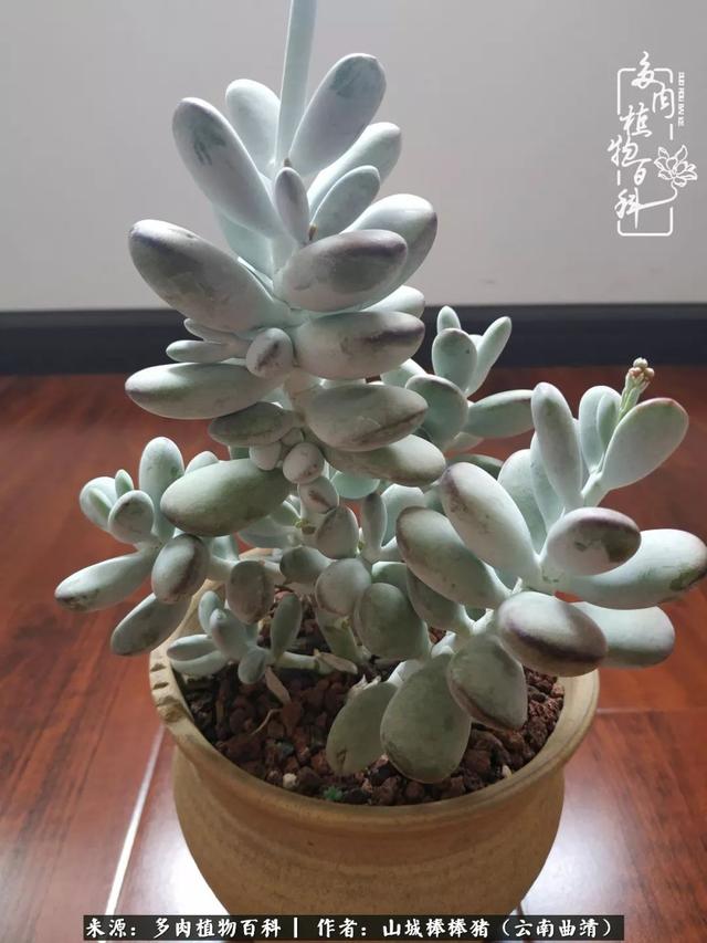 一棵幸福的多肉，收拾拥挤热闹的花花草草