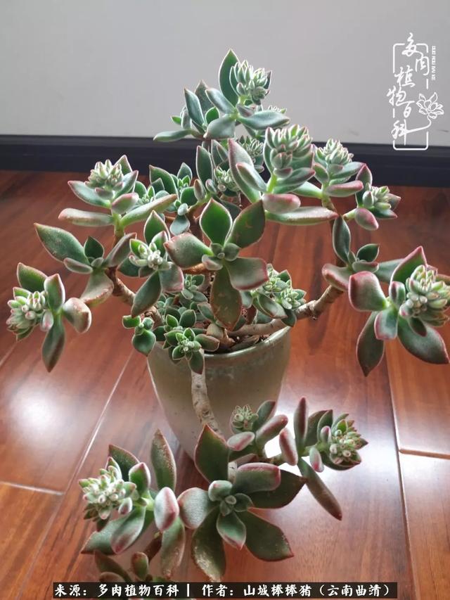 一棵幸福的多肉，收拾拥挤热闹的花花草草