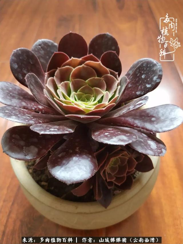 一棵幸福的多肉，收拾拥挤热闹的花花草草