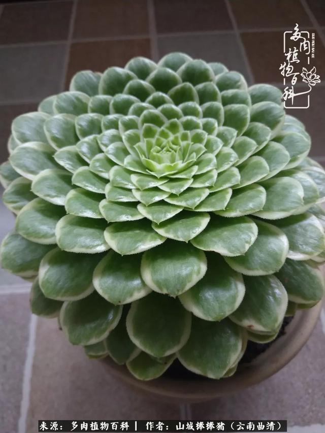 一棵幸福的多肉，收拾拥挤热闹的花花草草