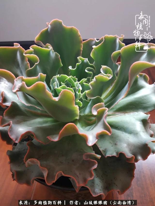 一棵幸福的多肉，收拾拥挤热闹的花花草草