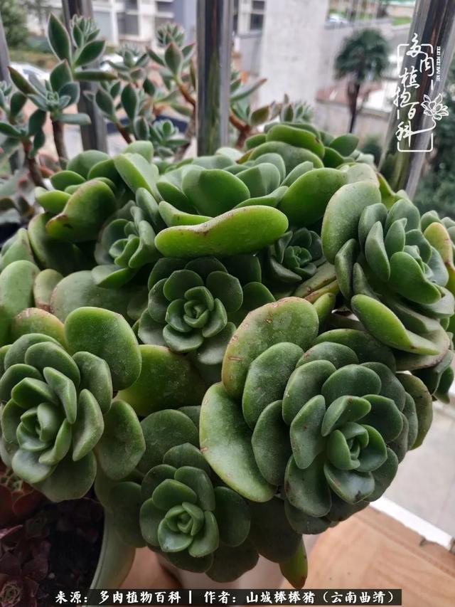 一棵幸福的多肉，收拾拥挤热闹的花花草草